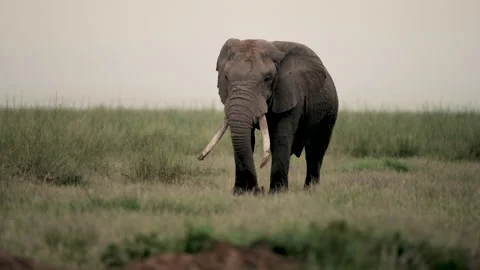 Elephant dusting in Amboseli, Kenya Stockbeeldmateriaal 131914687
