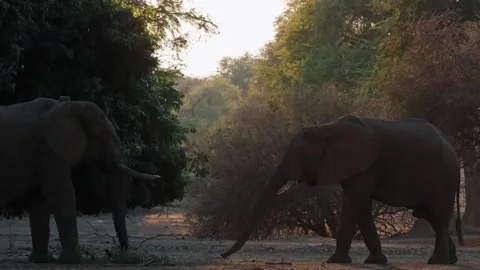 Elephant Dusting Body in Evening Light Stock Footage 321841100