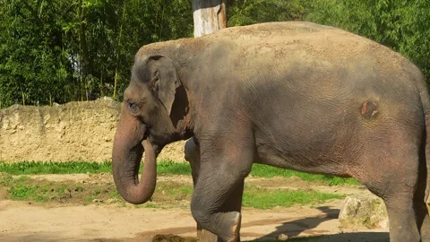  an elephant dusting off  Stock Footage 273655708