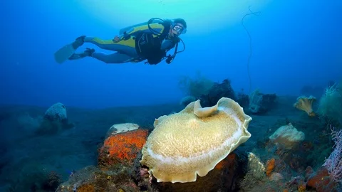 Elephant ear anemone, behind a diver,  ANIMATED STILL PHOTO 스톡 동영상 79989261