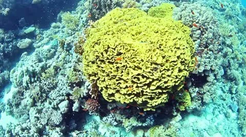 Elephant Ear Coral Stock Footage 10596168