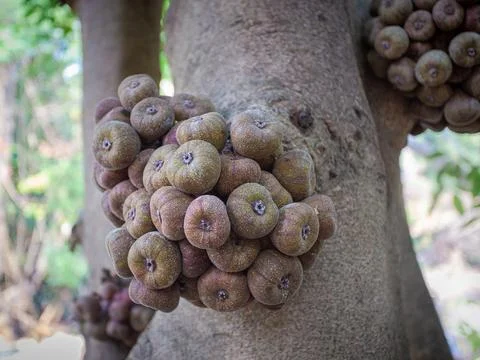 Elephant ear figs under the fig tree also known as ficus auriculata or roxb.. Foto stock