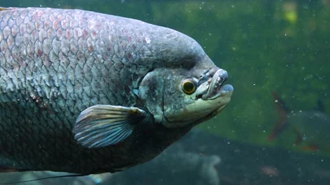 An elephant ear fish  Stock Footage 234122930