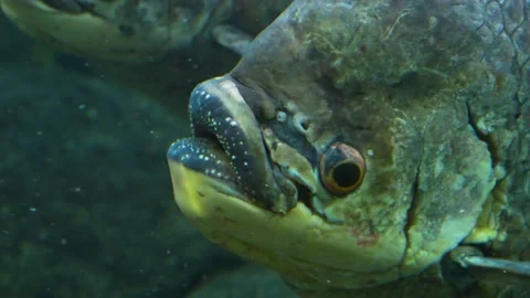 An elephant ear fish  Stock Footage 234124106