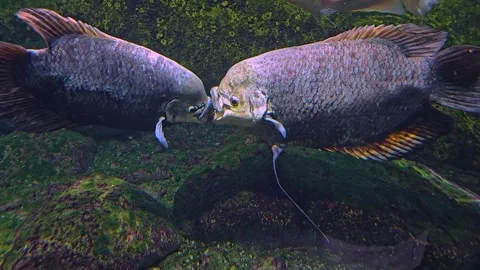  elephant ear fish Stock Footage 269839360