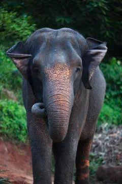 Elephant ear flapping 1 colored  Stock Photos