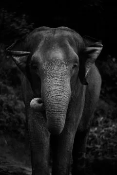 Elephant ear flapping 1  Stock Photos