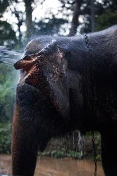 Elephant ear flapping  Stock Photos