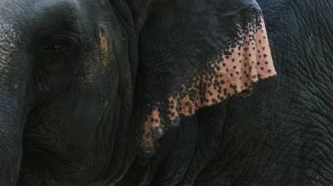 Elephant ear 스톡 동영상 65885558