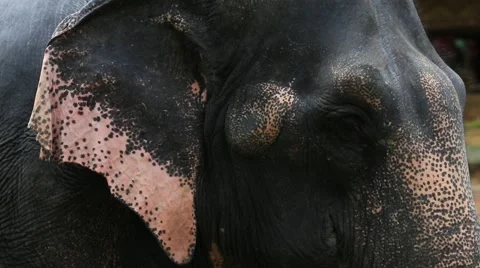 Elephant ear 스톡 동영상 65885811