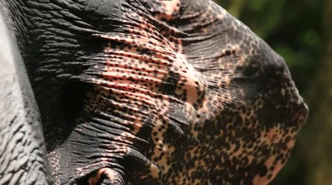 Elephant ear 스톡 동영상 65886108