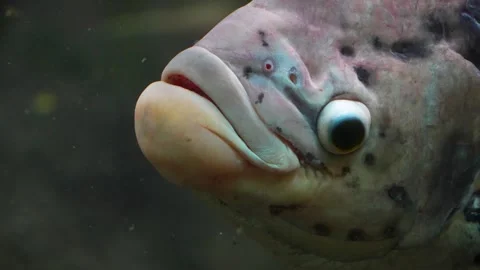 An Elephant Ear Gourami Stock-Footage 244345834