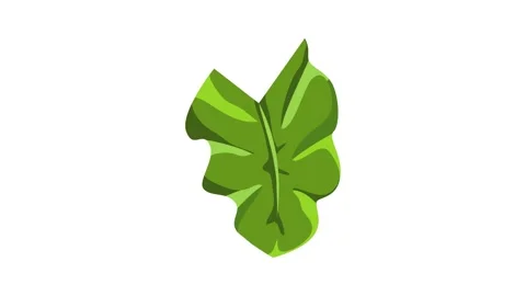 Elephant ear leaf icon animation Stock Footage 152558058
