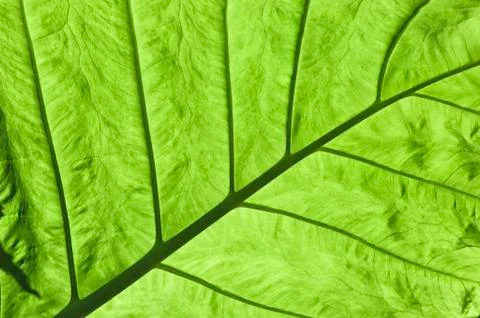 Elephant ear leaf Stock Photos