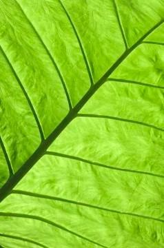 Elephant ear leaf Stock Photos