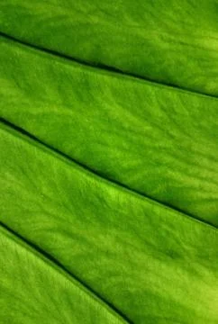 Elephant ear leaf Stockfoto's