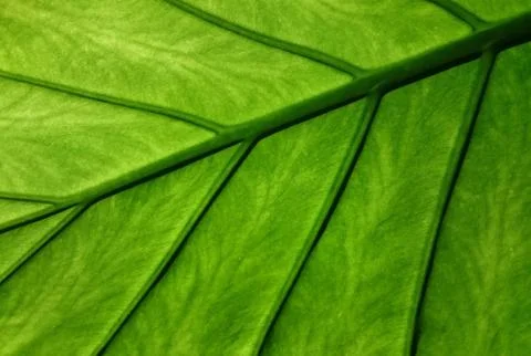 Elephant ear leaf Stock Photos