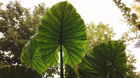 Elephant ear leaf in rainy day Stock Footage 140805697