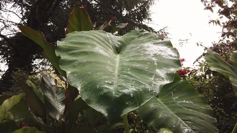 Elephant ear leaf in rainy day Stock Footage 140805823