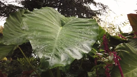 Elephant ear leaf in rainy day Stock Footage 140805974