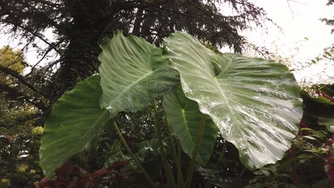 Elephant ear leaf in rainy day Stock Footage 140806008