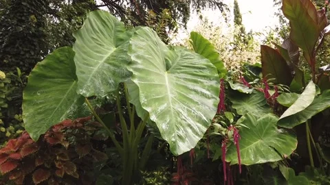 Elephant ear leaf rainy day Stock Footage 140818194