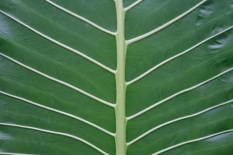 Elephant ear leaf veins close-up, green natural texture pattern Stock Photos
