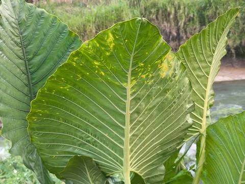 Elephant Ear Leaves Stock Photos