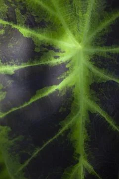 Elephant ear philodenderon leaf background. Foto stock
