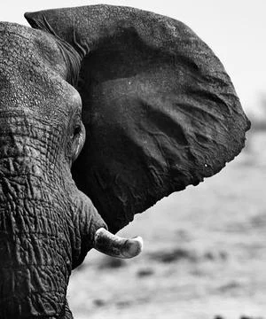 Elephant Ear Stock Photos
