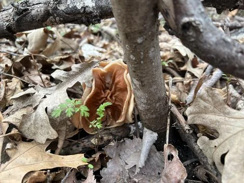 Elephant Ear Foto stock