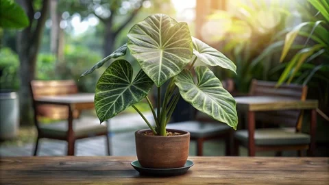 An elephant ear plant on a table with a blurred outdoor background and refl.. Stock Footage 272314021