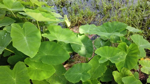 Elephant Ear Plants Stock Footage 136968561