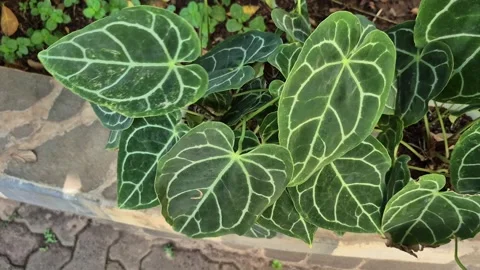Elephant ear plants Stock-Footage 319722804