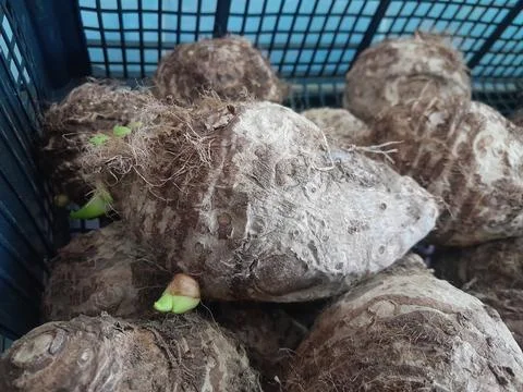 Elephant ear root vegetable. Taro root fresh vegetable food Fotos Stock