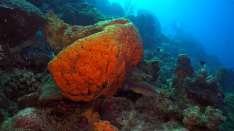 Elephant ear sponge Video stock 47490416