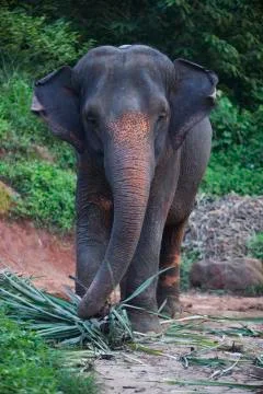 The elephant ear wide flap  Stock Photos