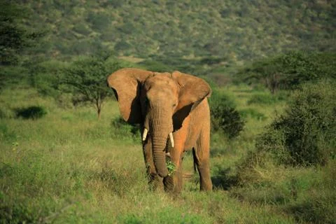 Elephant with ears flapping Stock Photos