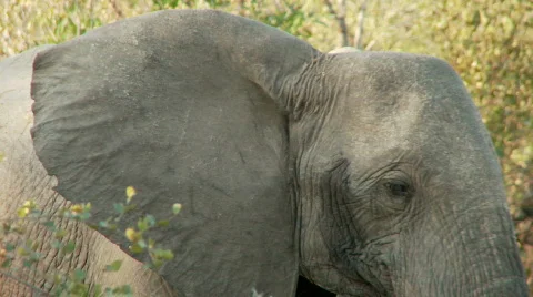 Elephant Ears 库存影片 646656