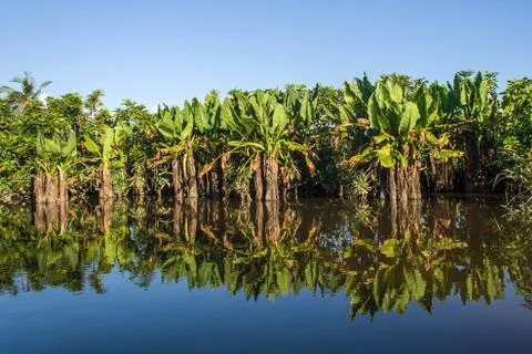 Elephant ears Stock Photos