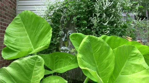 Elephant ears plant Stock Footage 517182