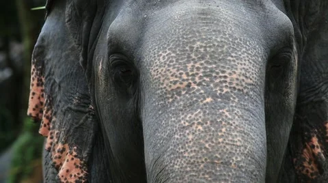 Elephant eat 스톡 동영상 65885624