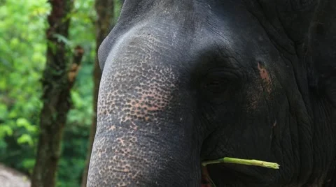 Elephant eat 스톡 동영상 65886376