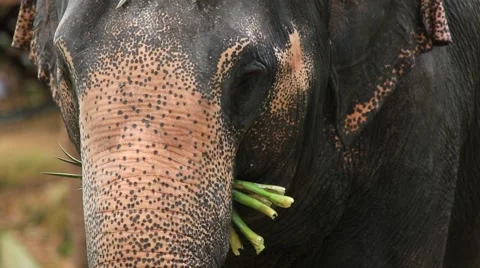 Elephant eat 스톡 동영상 65886431