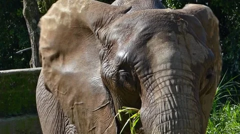Elephant eating, 2 scenes Stock Footage 43504079