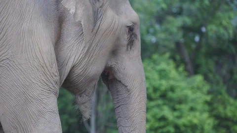 Elephant eating 4k Stock Footage 122724125