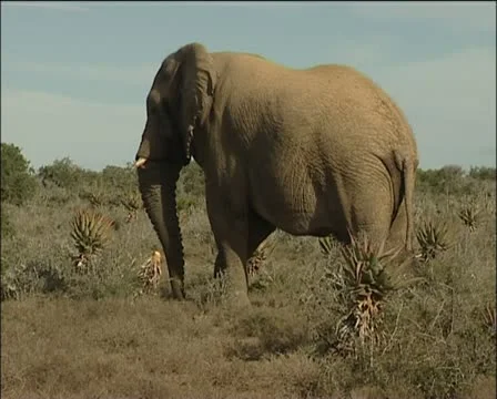 Elephant eating aloe Stock Footage 11616626