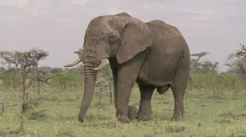 Elephant eating and pulling small branch by using leg Stock Footage 12658596