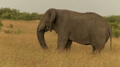 Elephant eating and walking Video stock 33696371