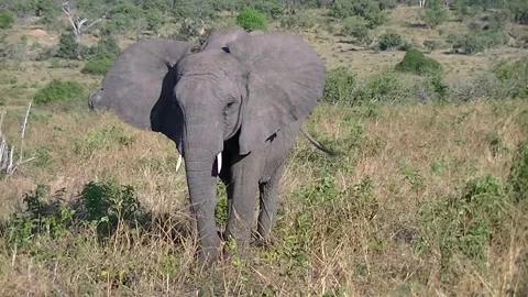 Elephant eating Botswana 1 Stock Footage